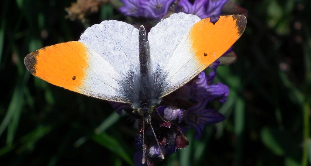 Zorzynek rzeżuchowiec (Anthocaris cardamines)