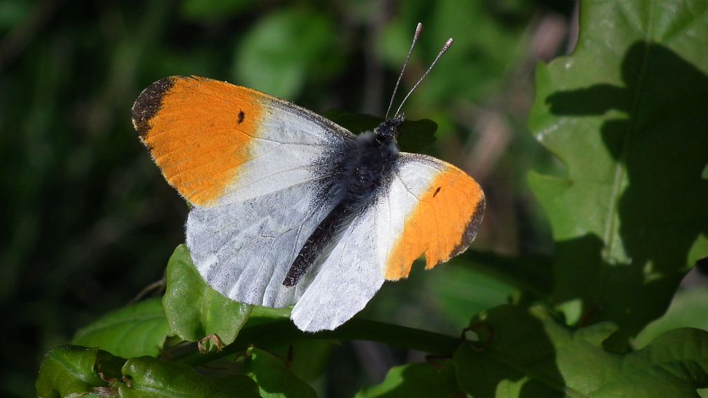 Zorzynek rzeżuchowiec (Anthocaris cardamines)