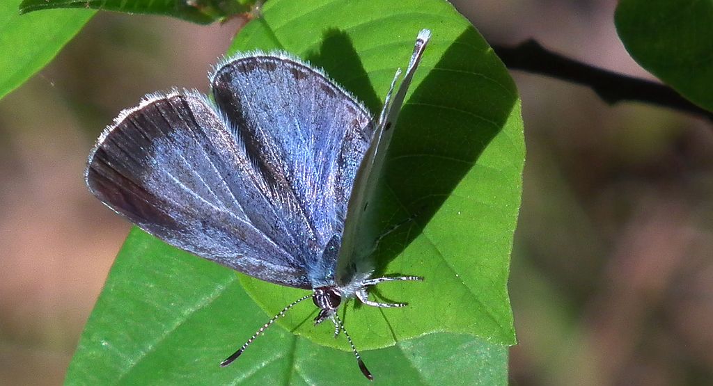 Modraszek wieszczek (Celastrina argiolus)