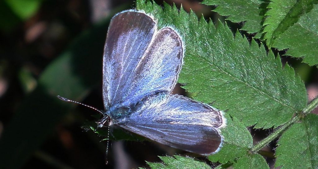 Modraszek wieszczek (Celastrina argiolus)