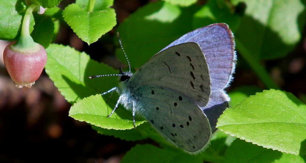 Modraszek wieszczek (Celastrina argiolus)