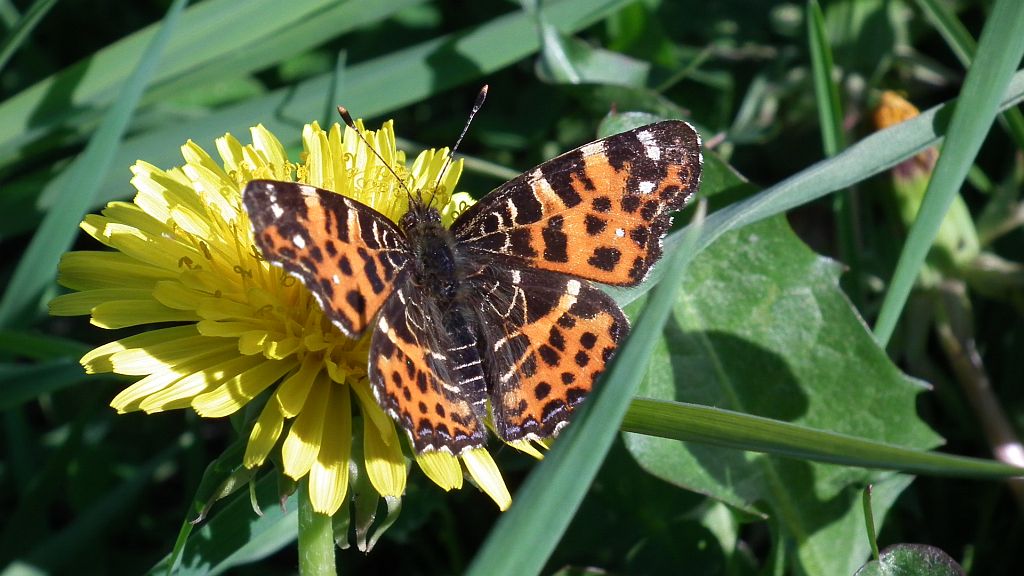 Rusałka kratkowiec (Araschnia levana)