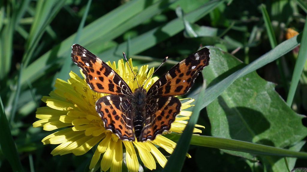 Rusałka kratkowiec (Araschnia levana)