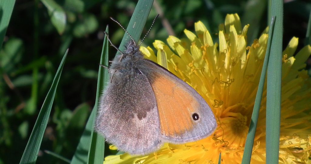 Strzępotek ruczajnik (Coenonympha pamphilus)