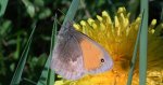 Strzępotek ruczajnik (Coenonympha pamphilus)