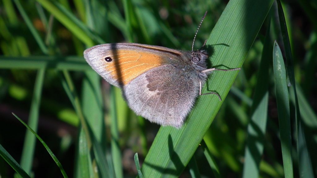 Strzępotek ruczajnik (Coenonympha pamphilus)