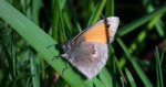 Strzępotek ruczajnik (Coenonympha pamphilus)