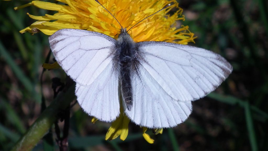 Bielinek bytomkowiec (Pieris napi)