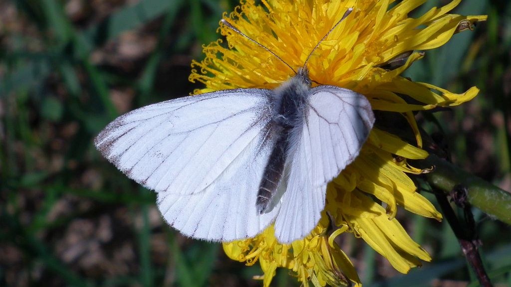 Bielinek bytomkowiec (Pieris napi)