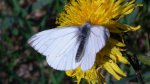 Bielinek bytomkowiec (Pieris napi)