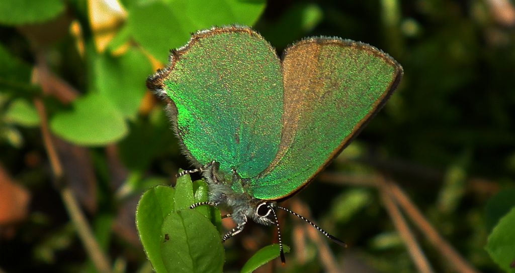 Zieleńczyk ostrężyniec (Callophrys rubi)