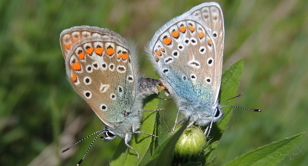 Modraszek ikar, mnogooczak ikar (Polyommatus icarus)
