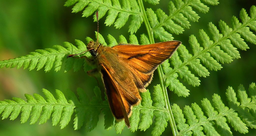 Karłątek kniejnik (Ochlodes sylvanus)