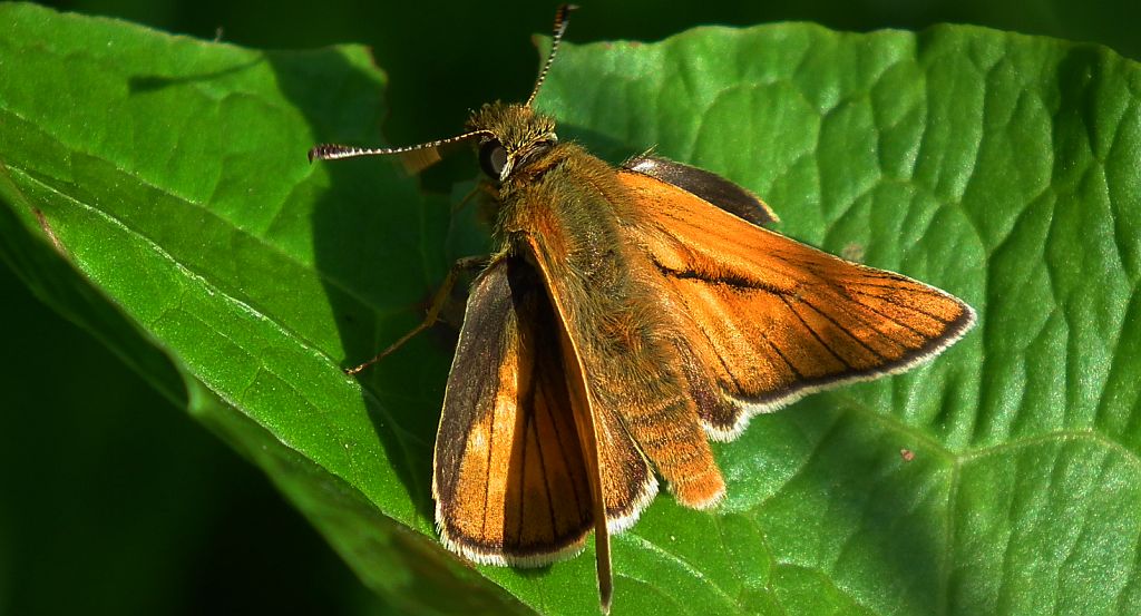 Karłątek kniejnik (Ochlodes sylvanus)