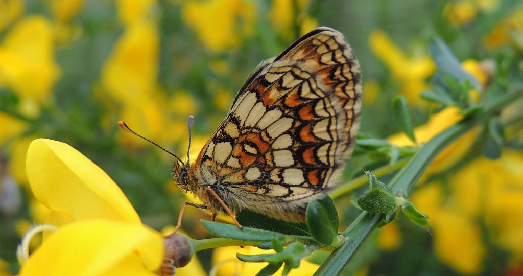 Przeplatka atalia (Melitaea athalia)