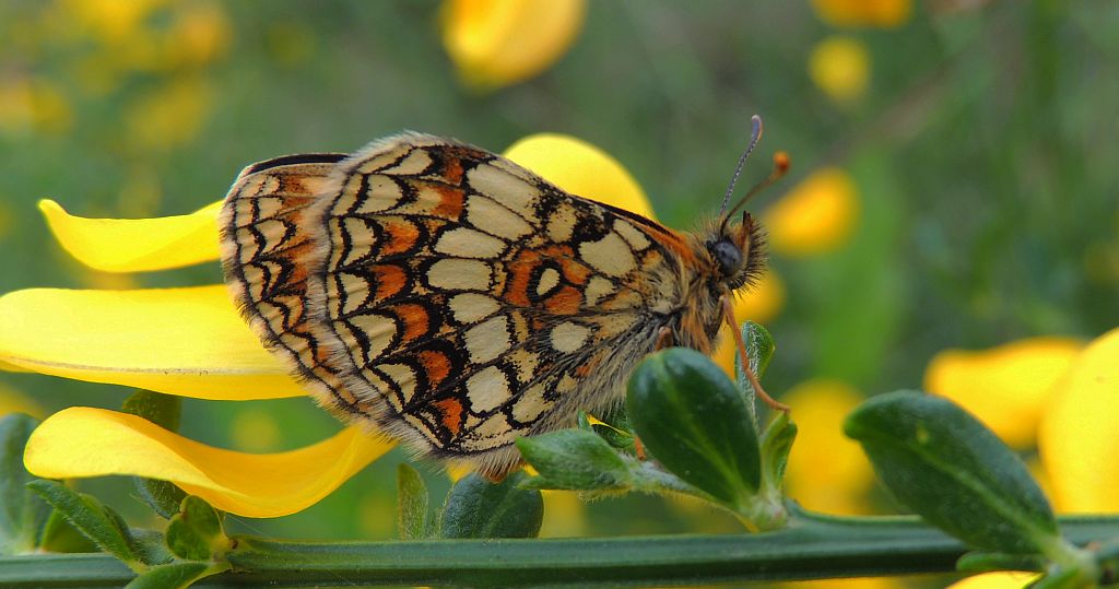 Przeplatka atalia (Melitaea athalia)