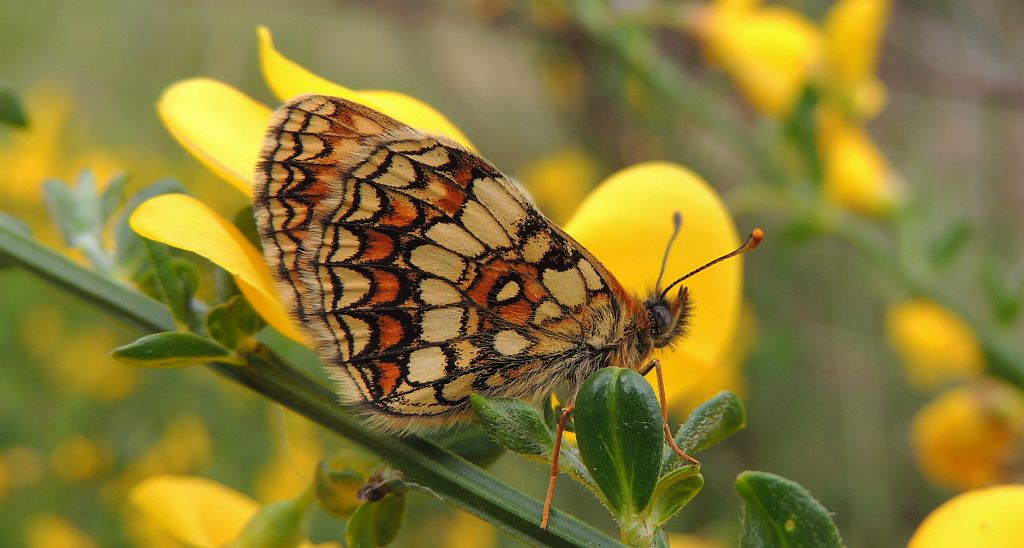 Przeplatka atalia (Melitaea athalia)