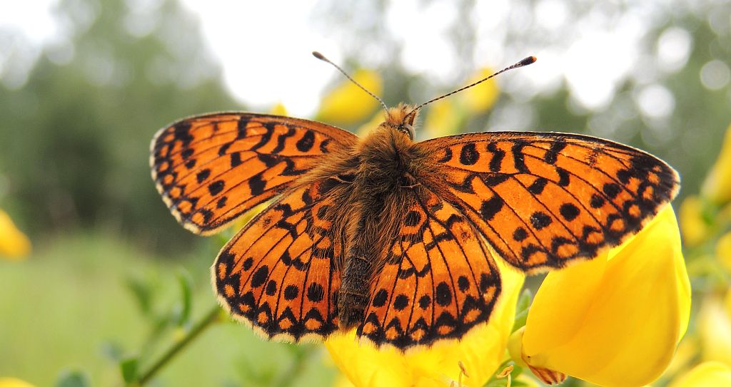 Dostojka selene (Boloria selene)