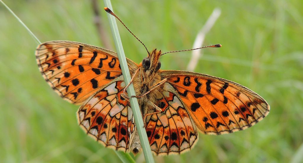 Dostojka selene (Boloria selene)