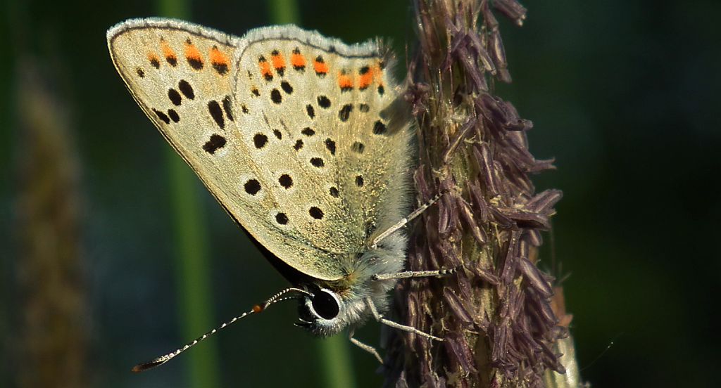 Czerwończyk uroczek (Lycaena tityrus)
