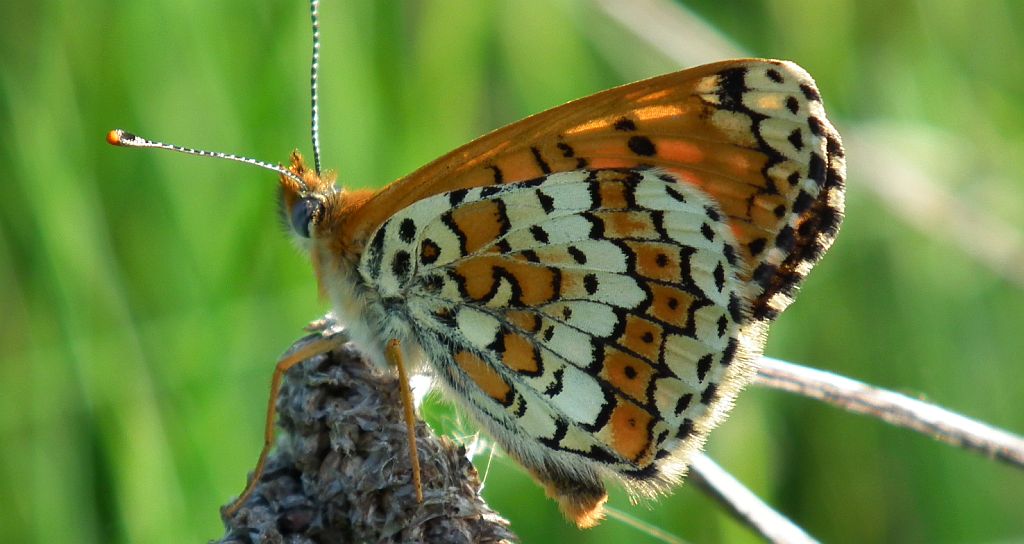 Przeplatka cinksia (Melitaea cinxia)