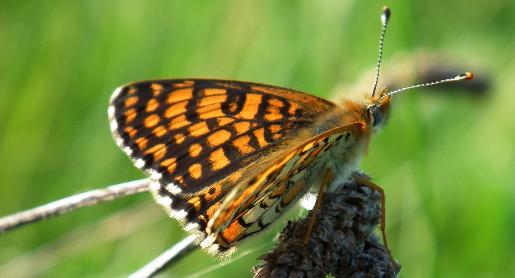 Przeplatka cinksia (Melitaea cinxia)