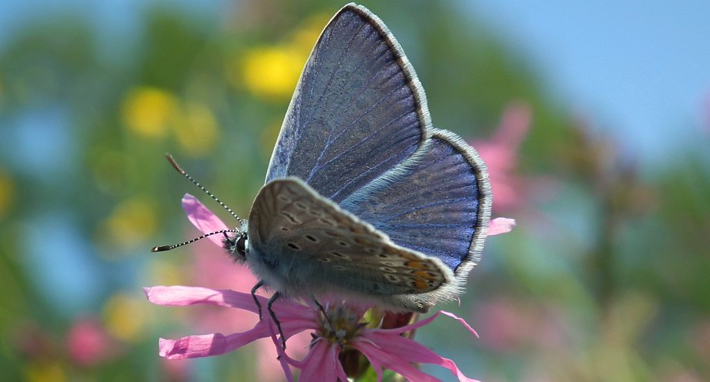 Modraszek ikar, mnogooczak ikar (Polyommatus icarus)