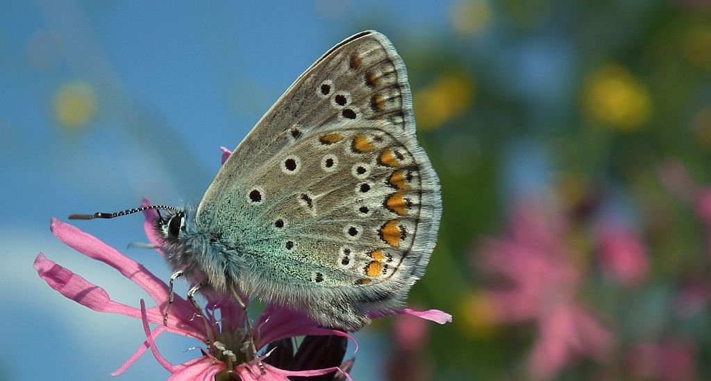 Modraszek ikar, mnogooczak ikar (Polyommatus icarus)