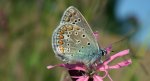 Modraszek ikar, mnogooczak ikar (Polyommatus icarus)