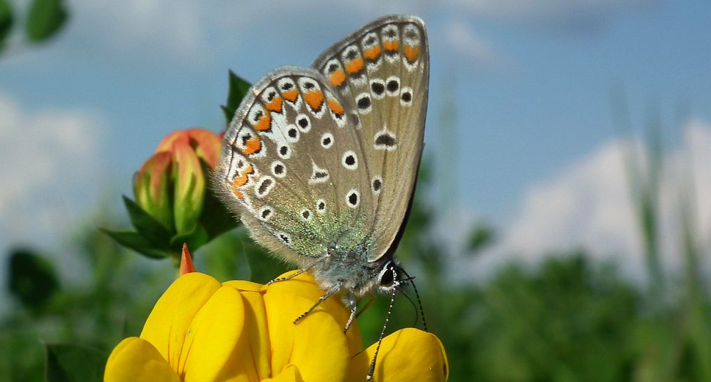 Modraszek ikar, mnogooczak ikar (Polyommatus icarus)