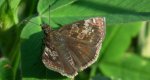 Powszelatek brunatek (Erynnis tages)