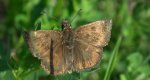 Powszelatek brunatek (Erynnis tages)