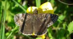 Powszelatek brunatek (Erynnis tages)