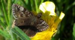 Powszelatek brunatek (Erynnis tages)