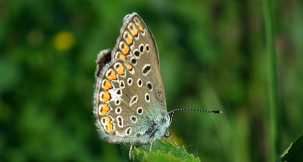 Modraszek ikar, mnogooczak ikar (Polyommatus icarus)