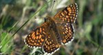 Przeplatka cinksia (Melitaea cinxia)