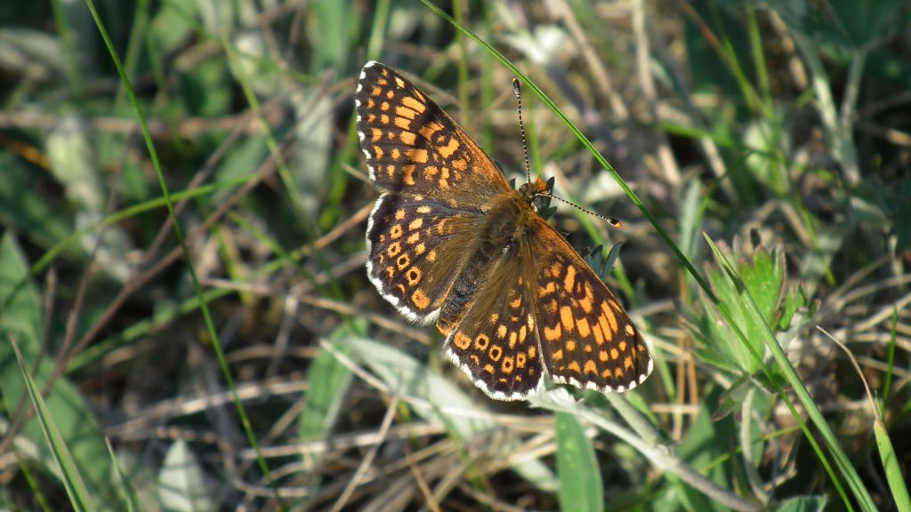 Przeplatka cinksia (Melitaea cinxia)