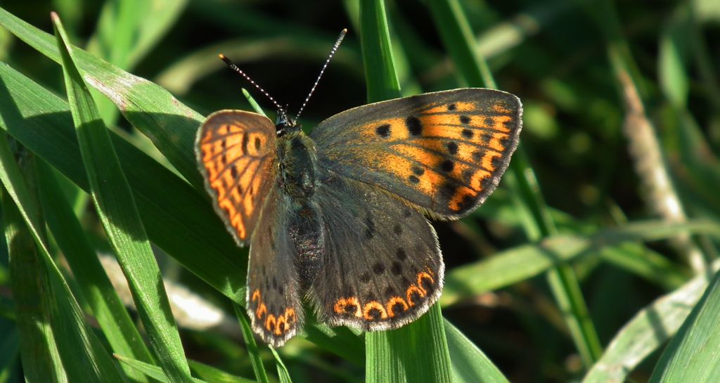 Czerwończyk uroczek (Lycaena tityrus)
