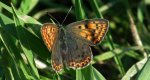 Czerwończyk uroczek (Lycaena tityrus)
