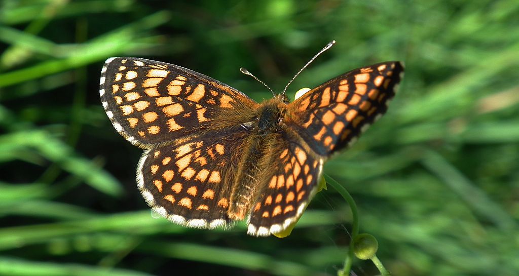 Przeplatka atalia (Melitaea athalia)
