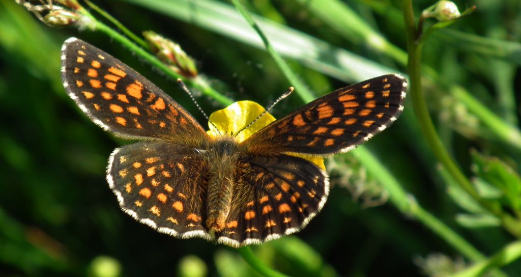Przeplatka atalia (Melitaea athalia)