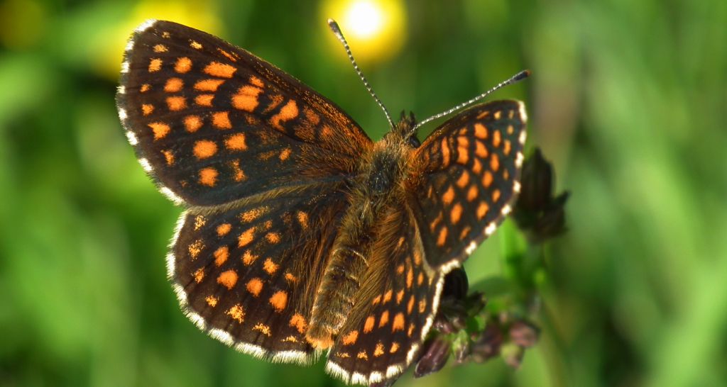 Przeplatka atalia (Melitaea athalia)