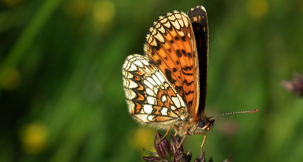 Przeplatka atalia (Melitaea athalia)