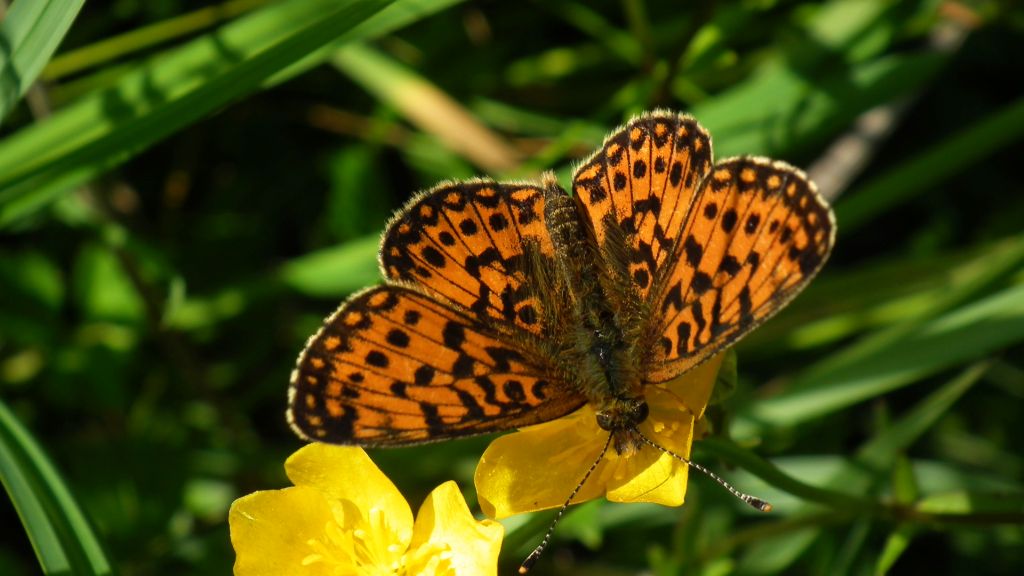Dostojka selene (Boloria selene)