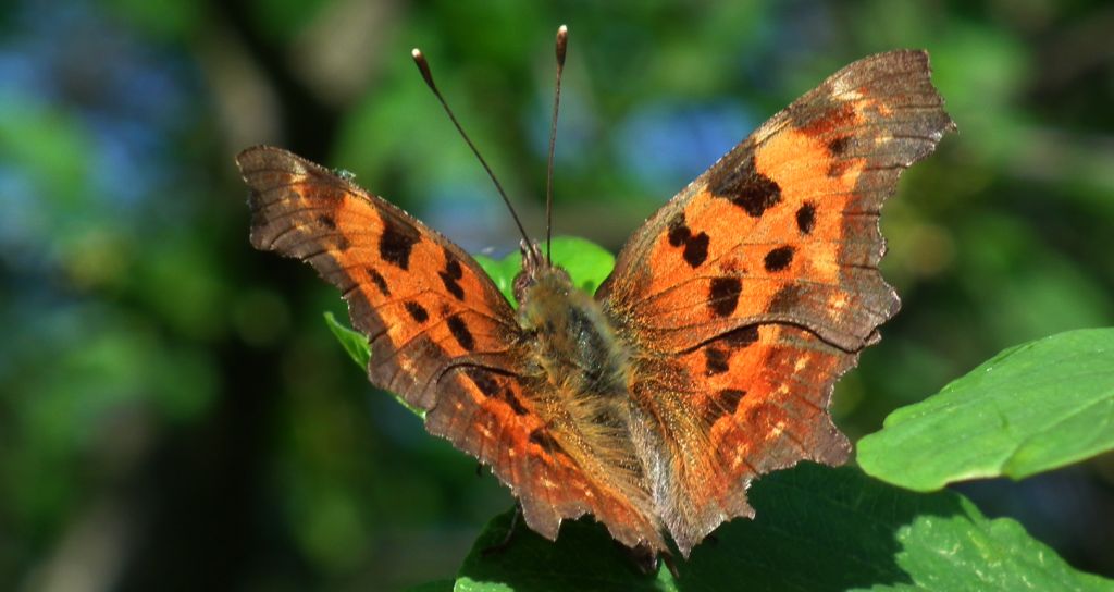 Rusałka ceik (Polygonia c-album)