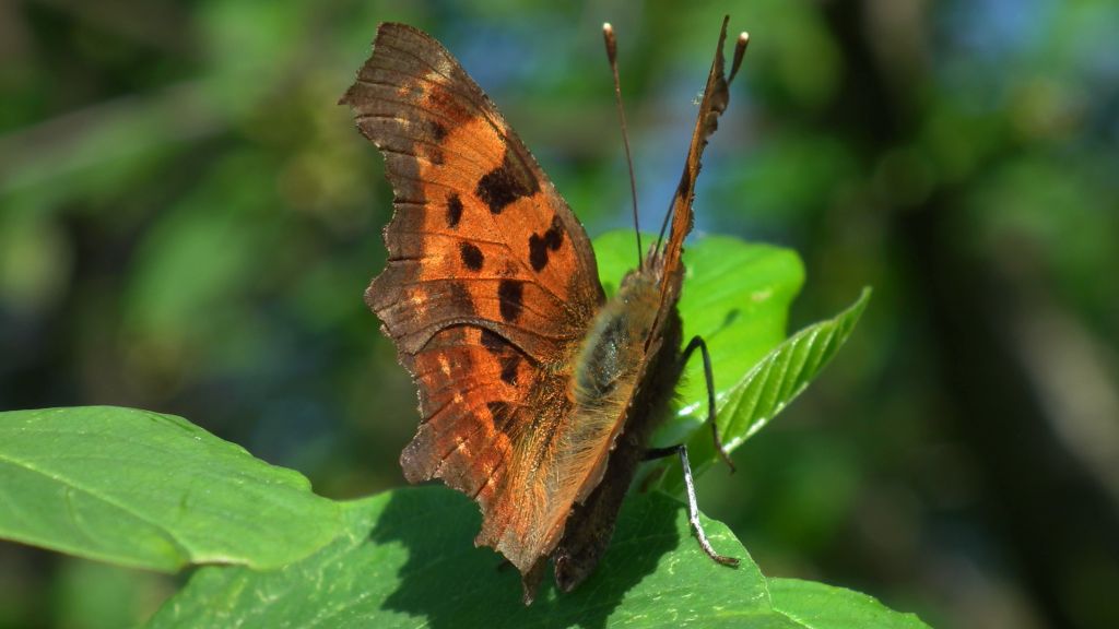 Rusałka ceik (Polygonia c-album)
