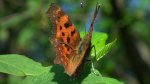 Rusałka ceik (Polygonia c-album)