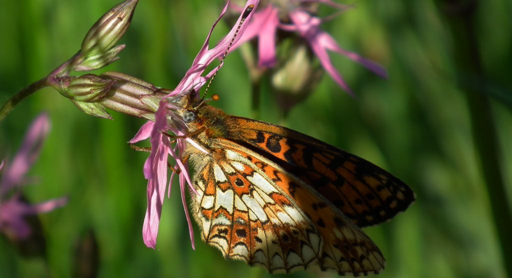 Dostojka selene (Boloria selene)