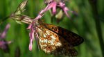 Dostojka selene (Boloria selene)