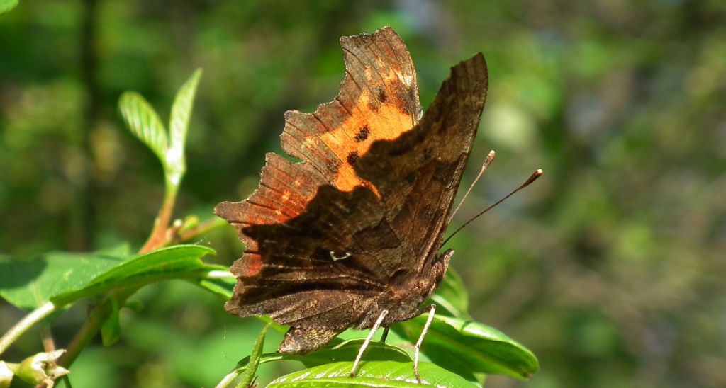 Rusałka ceik (Polygonia c-album)